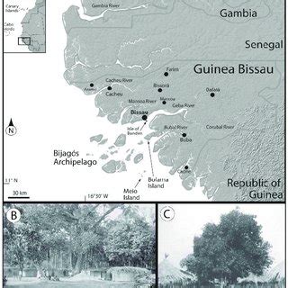 Wetter than the savanna, oil palms, yams, and kola trees grow here, rain falls year round, tall mahogany and teak trees grow here, swamps and lagoons located here, west africa vegetation zones. Map of Guinea-Bissau (A - left). Some of the main vegetation types... | Download Scientific Diagram