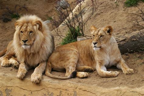 Angola Lion Lion And Lioness Panthera Leo Bleyenbergi Zoo ÃƒÅ¡stÃƒÂ