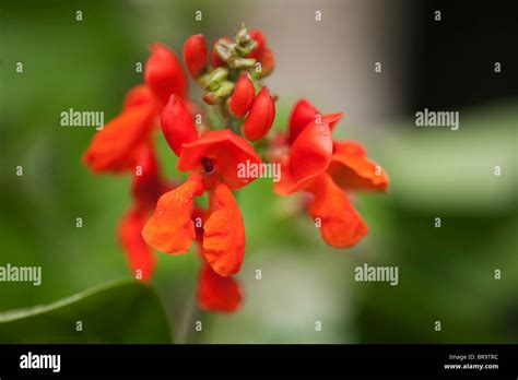 Phaseolus Coccineus Runner Bean Flower Stock Photo Alamy