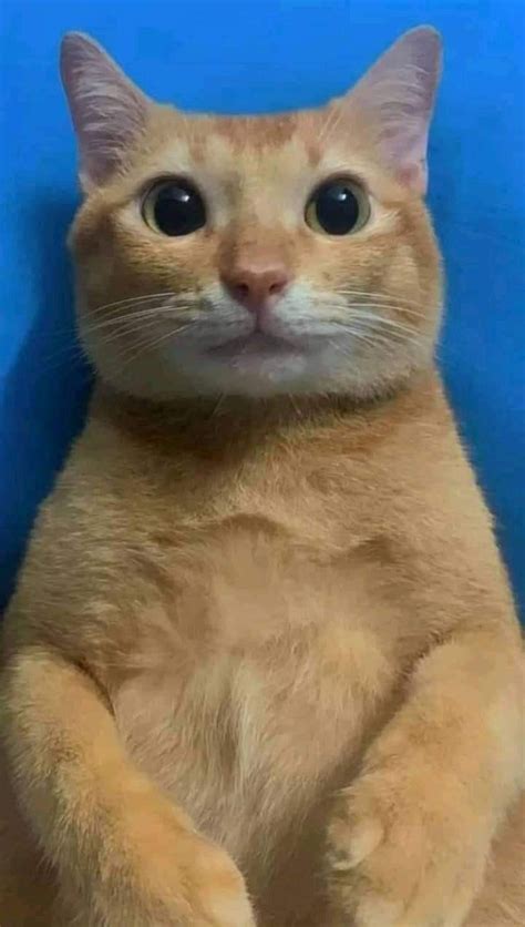 Acosador 🐱 Funny Cat Photos Funny Cat Pictures Pretty Cats