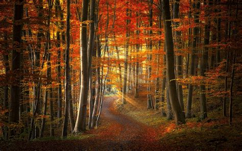 Fall Path Forest Sun Rays Nature Leaves Trees Sunrise Landscape Sunlight Colorful