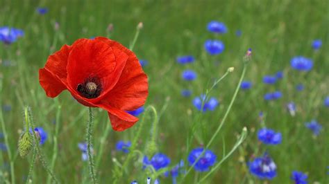 Free Image on Pixabay - Poppy, Blossom, Bloom, Nature in 2020 | Poppies ...