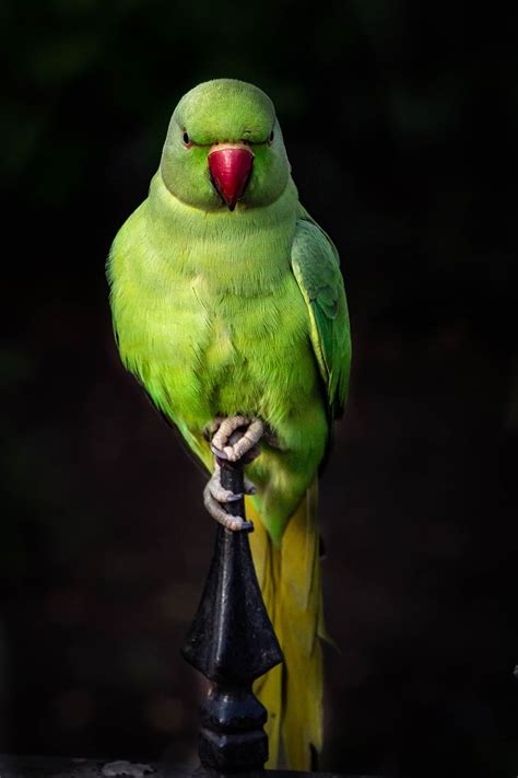 Hd Wallpaper Parrot Bird Colorful Plumage Parrots Birds Animal