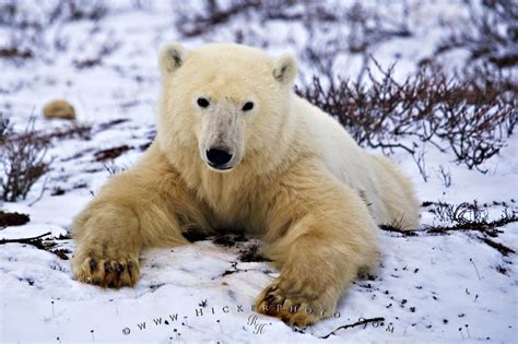 Arctic Wildlife Hudson Bay Polar Bear Canada Photo Information