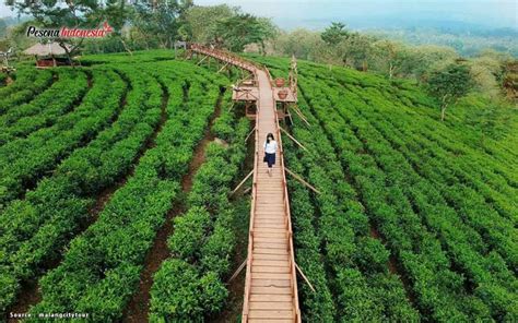 Wisata kebun teh cipasung majalengka. Nomor Hp Pengelola Kebun Teh Cipasung Majalengka / 5 ...