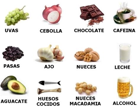 La función principal del hierro es la producción de hemoglobina, la sustancia encargada de transportar el oxígeno a través de la sangre, es por ello, que tanto el exceso. ALIMENTOS TÓXICOS PARA PERROS | Rabito Kontento