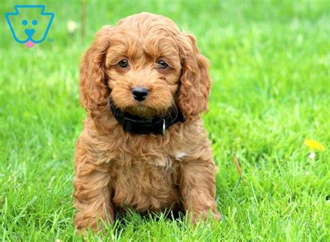 Why buy a cockapoo puppy for sale if you can adopt and save a life? Logan | Cockapoo puppies, Cockapoo puppies for sale ...