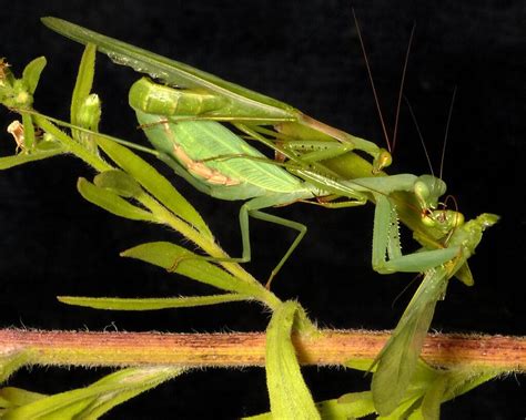 When Do Praying Mantis Mate Keeping Exotic Pets
