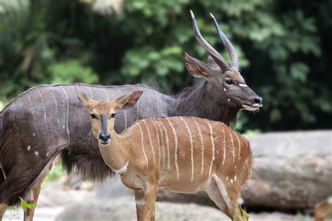 Nyala Male And Female Pair Photograph By Jit Lim Pixels