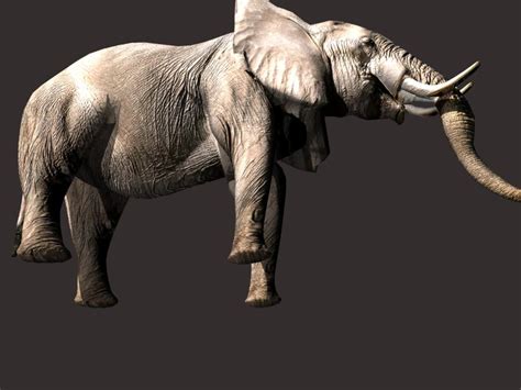 African Elephant 3d Model