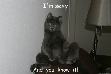 Im Sexy And I Know It Sexy Cat Quickmeme