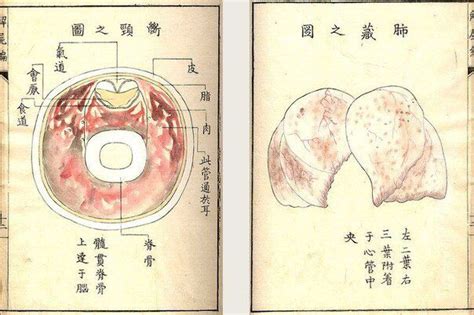 Japanese anatomy