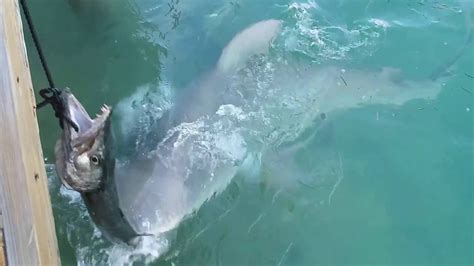 3 Hungry Bull Sharks Attaching A Baracuda In Vaca Cut Marathon Florida