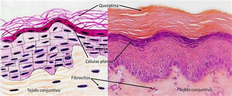Tejido Epitelial Y Nervioso