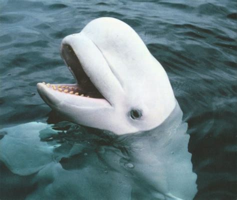 Beluga Beluga Whale Whale Beluga