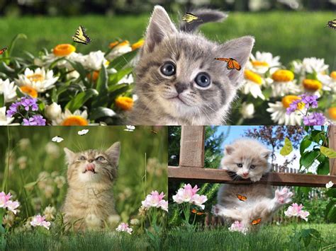 Kittens Screensavers Wallpaper Wallpapersafari