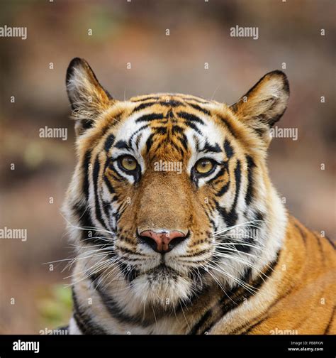 Bengal Tiger Panthera Tigris Tigris Female Head Portrait Bandhavgarh