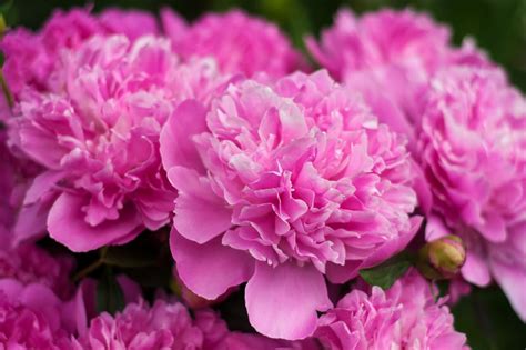 You can keep your peony bush healthy by pruning it once in the fall and doing minor maintenance pruning during the growing season. Peony Colors | DIY