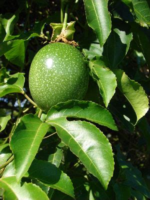 Plant ID Fruits Nuts Passion Fruit Florida Master Gardener