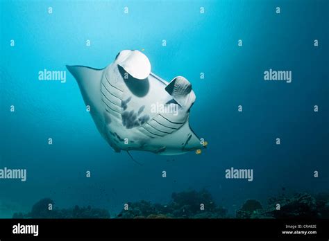 Manta Ray Manta Birostris Swimming Above A Coral Reef Great Barrier
