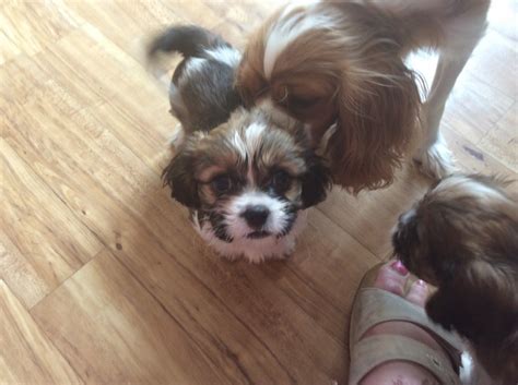 Cavapoo's are excellent with children and love our precious puppies pictured on my adopt me page are currently available! Cavapoo puppies for sale | Chichester, West Sussex ...
