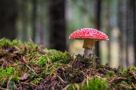 Free Images Fungus Ecosystem Penny Bun Agaric Edible Mushroom