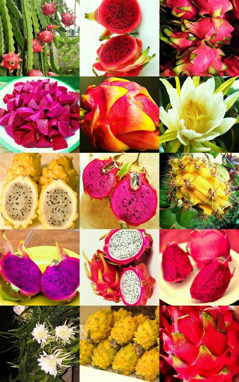 Desertplantsofavalon #cactus #succulents how to root dragon fruit cactus cuttings with no soil or. DRAGON FRUIT MIX, edible fruits hylocereus undatus ...