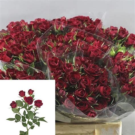 Rose Spray Rubicon 50cm Wholesale Dutch Flowers And Florist Supplies Uk