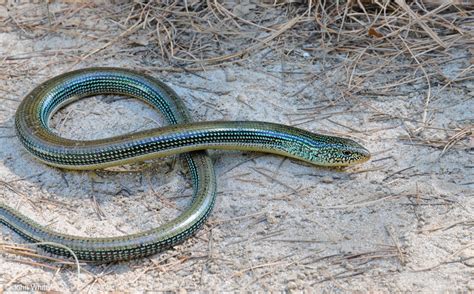 Eastern Glass Lizard