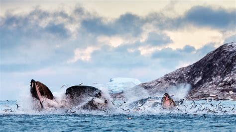 You Have To See These Unbelievable Photos Of Whales Off Norway Coast