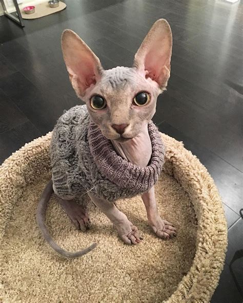 Sweater Weather ☃ Cute Hairless Cat Hairless Cat Hairless Cat In