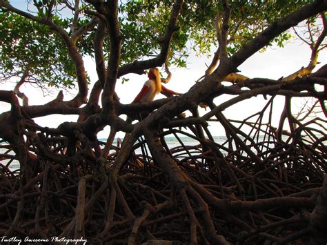 Stacy Blackwood In A Mangrove Swamp Puerto Rico Mangrove Swamp Caribbean Blackwood