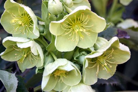 Table of contents when can i cut my hellebores back? Hellebores!!! - Flirty Fleurs The Florist Blog ...