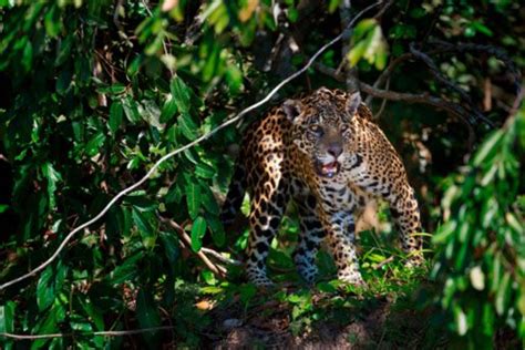 Emergent, upper canopy, understory, and forest floor. 10 amazing Amazon facts! | National Geographic Kids