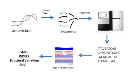 Whole Genome Sequencing Whole Genome Sequencing Cost 1010genome