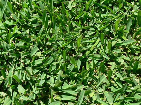 Sir walter buffalo turf scores a solid 4 stars out of 5, placing it in equal second position based on test by hal. Does Sir Walter Buffalo Spread? | Cobbitty Lawn Turf