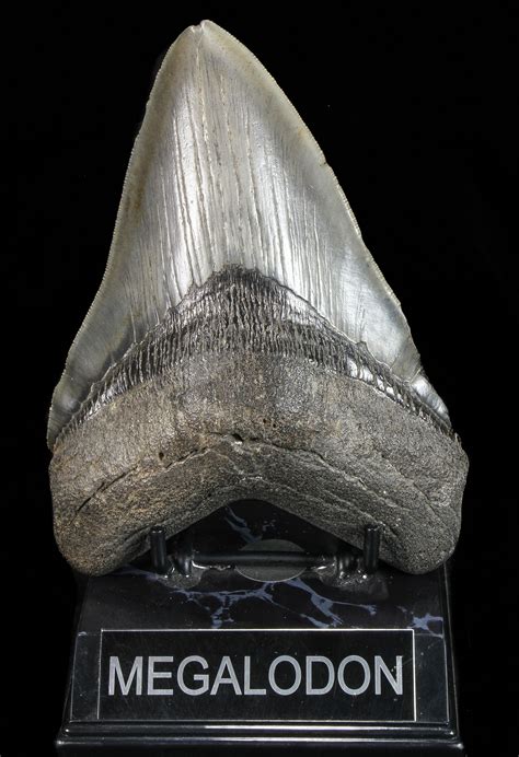 Giant 584 Fossil Megalodon Tooth Georgia For Sale 72767