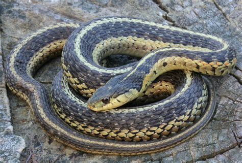 One fool on a stool and on this stool sits this fool me. Eastern Garter Snake