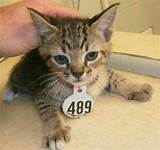 Gaston County Animal Control Pet Adoption Images