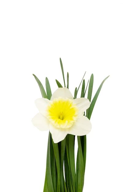 Free Photo Flower Narcissus Isolated On A White Background