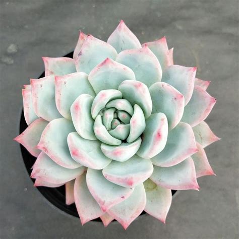 Echeveria Pink Tips Live Succulent Plant Rooted In Etsy Australia