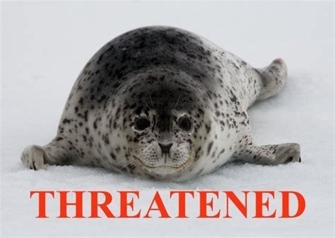 Petition · List Ringed Seals As A Threatened Species ·