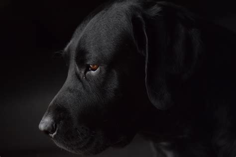 Рассмотрите Фотографии Черной Собаки Telegraph