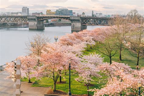 2021ポートランドの桜のローカルガイドvisit Portland Kgsau