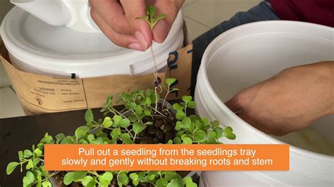 Zero pest control services islamabad. Correct Way To Insert Seedling Into Sponge | Urban ...