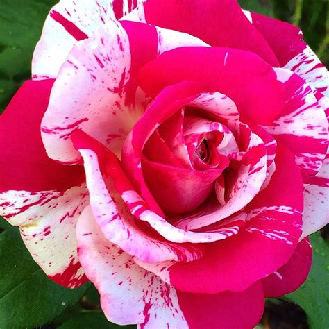 Roses On The Rise Neil Diamond Roses Youll Want To Grow In 2015