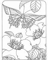 Coloring Nature Butterfly Visit sketch template