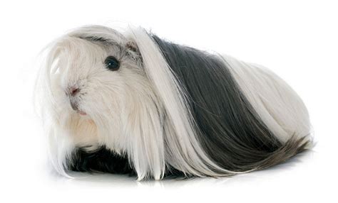peruvian guinea pig facts personality care  pictures