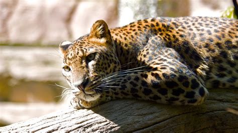 Leopard Hq Wallpapers Hd Wallpapers Id 8617