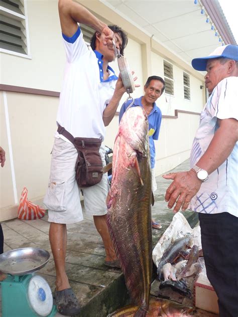 Ketika rawai diserbu ikan tapah #239 music di video : JoM Me­NGaiL IKaN"...